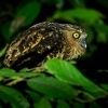 Ketupa malajska - Ketupa ketupu - Buffy Fish-Owl o3099